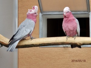 kakadu ružový 1